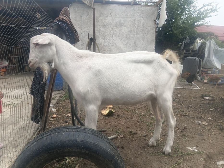 Продам баран и коз