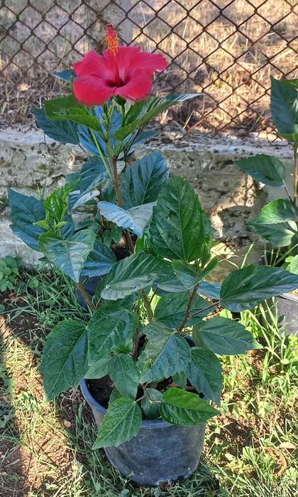 Яркочервени китайски рози- 2 броя