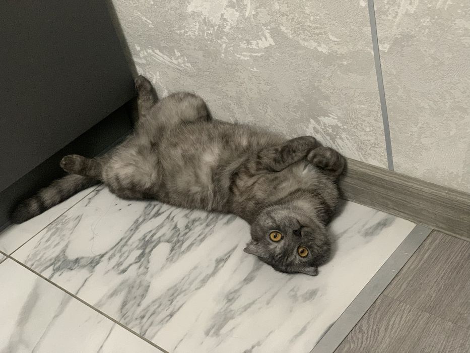 Отдам кота в добрые руки, только в добрые руки.