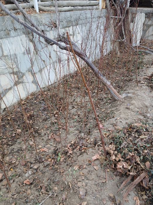 Archa va zaldori ko'chatlari  1yillik   sasna tuya archa