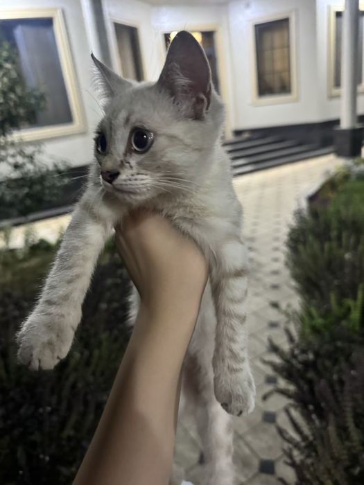 Продается котенок мальчик скотиш страйт, очень красивый и ласковый