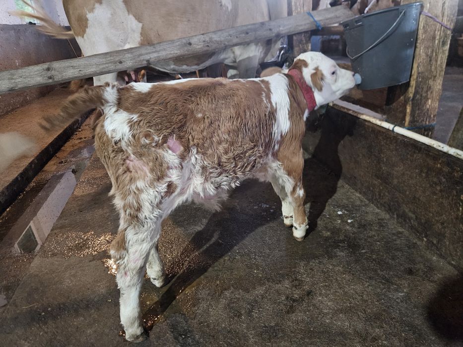 Taur  Bălțată Românească