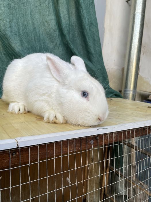 Quyon NZB toza qonli