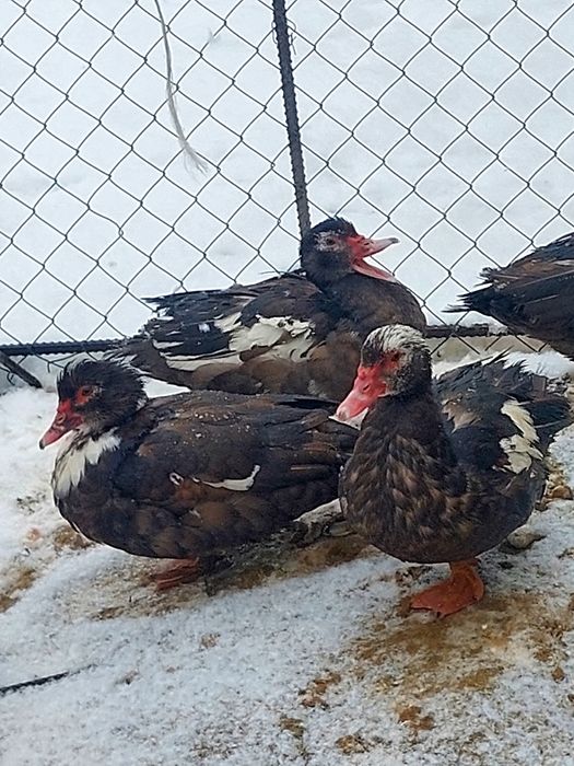 Гуси  индоутки жирные