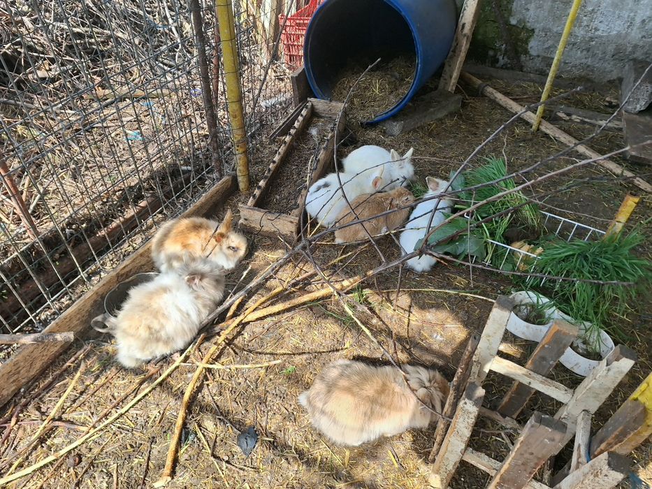 Vand iepuri cap de leu pitici