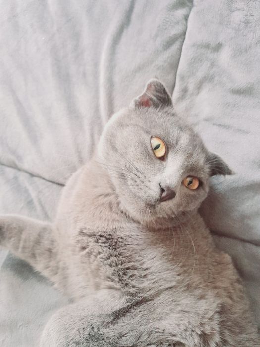 Mushuk  zoti skotich fold