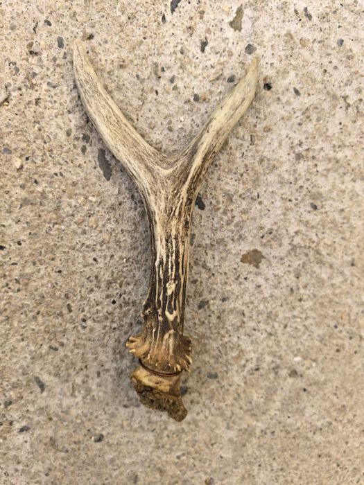 продавам 2 еленови рога