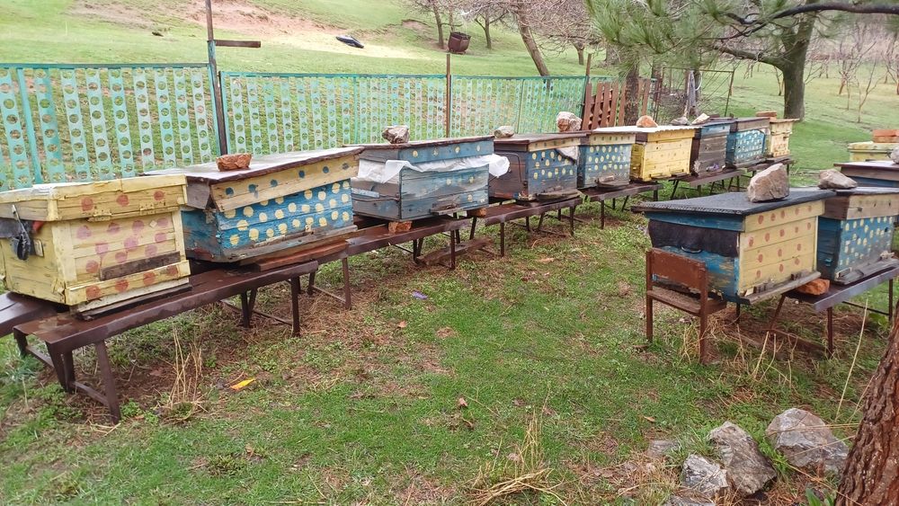 Пчелосемьи продам