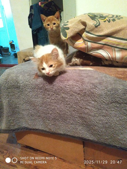 Отдам котят бесплатно