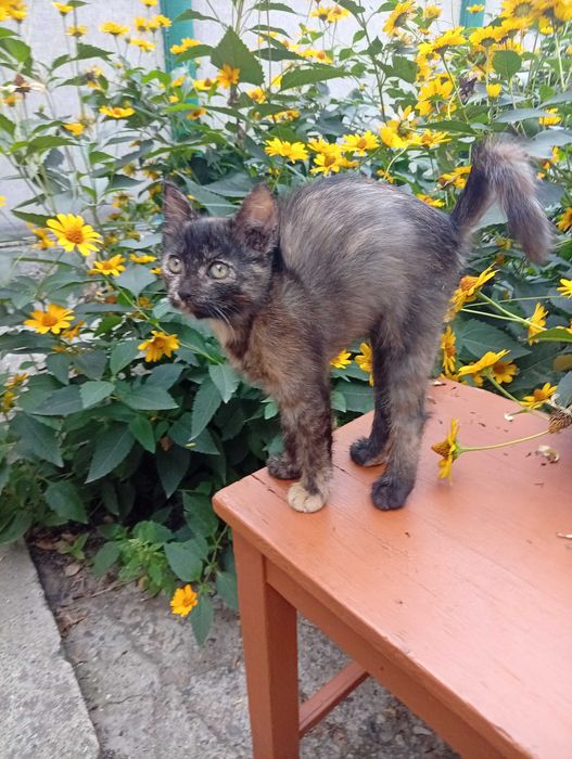 Котята сообразительные