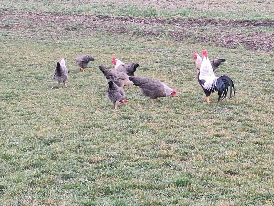 Vind ouă italiană argintie