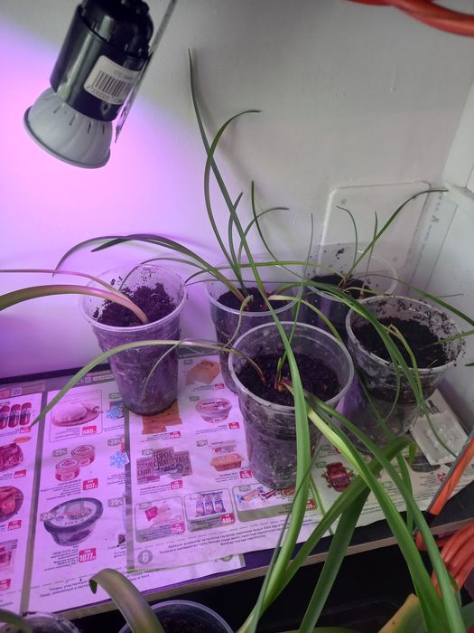 Продам луковички Валотты