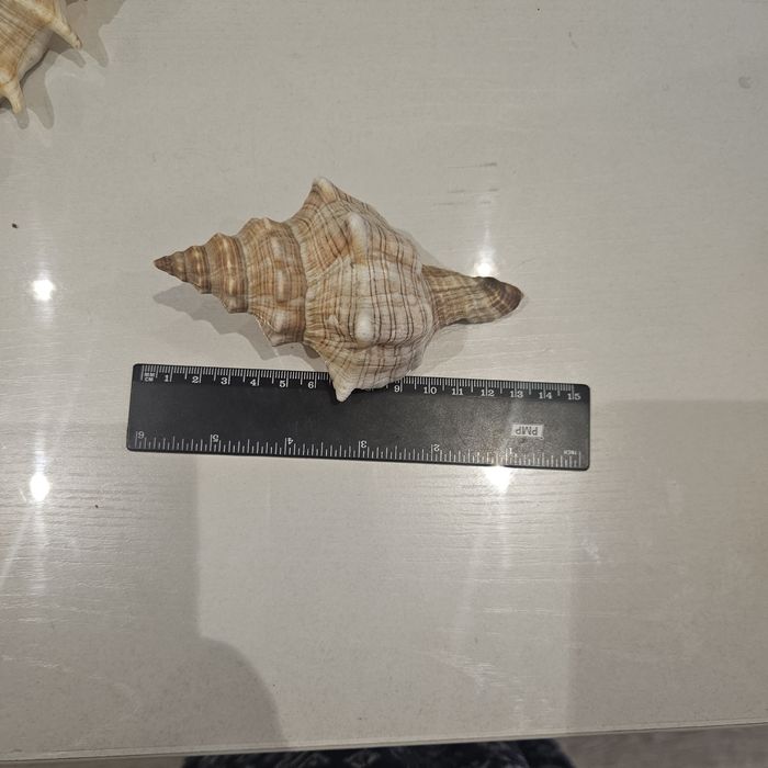 Продам морские ракушки