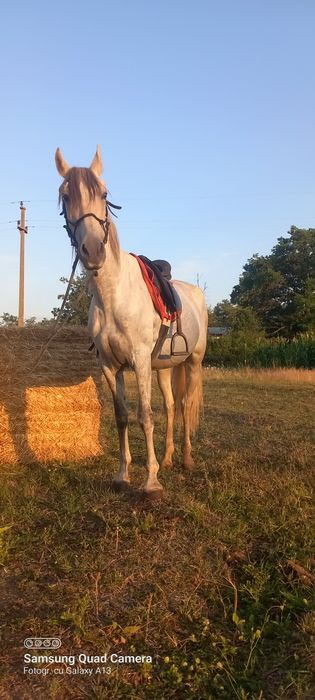 Iapă andaluz cu pedigree Spania