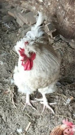 Продаётся  петух