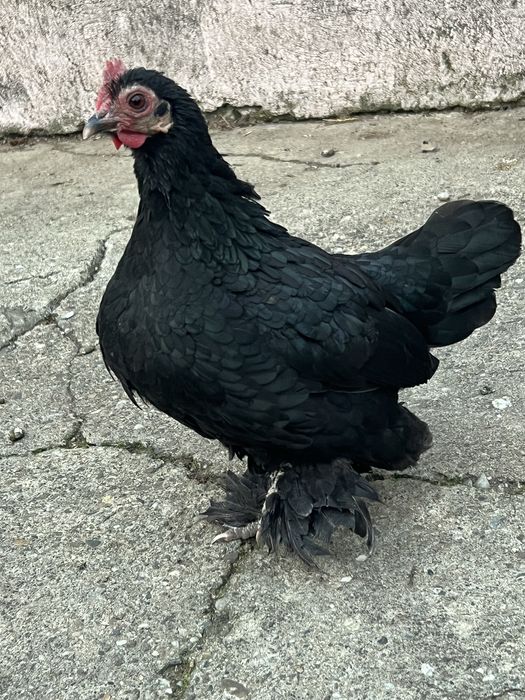 Mii de Flori portelan si negru