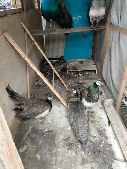 Продам павлина самки