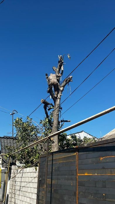 Спилим дерево любой сложности
