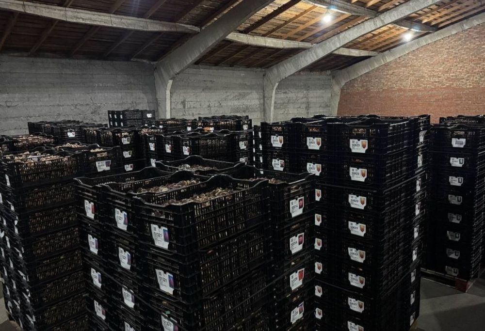 лукавицы тюльпана