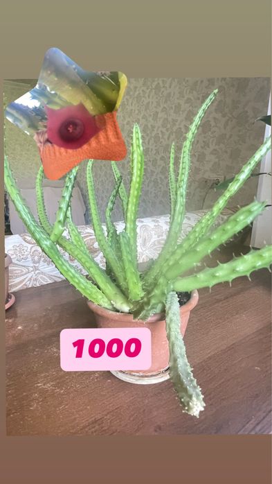 Комнатные растения