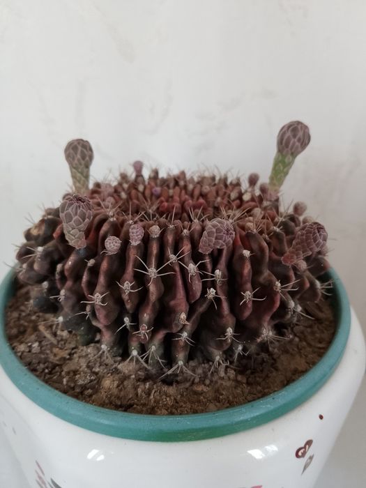 Необычный коллекционный кактус. В цветении