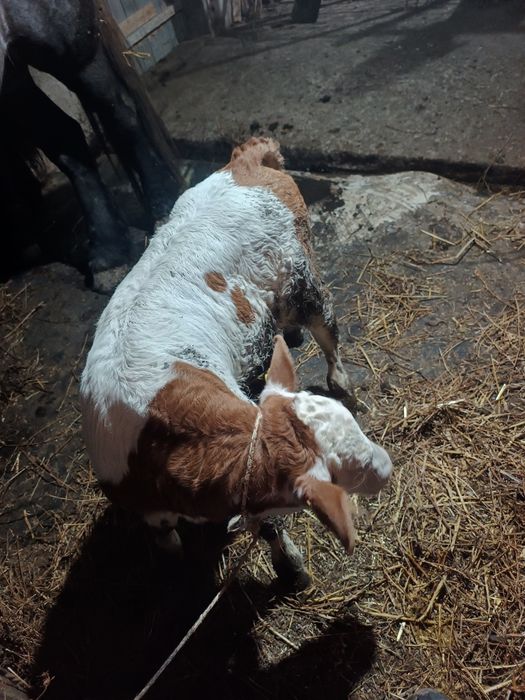 De vanzare vitel de 3 săptămâni