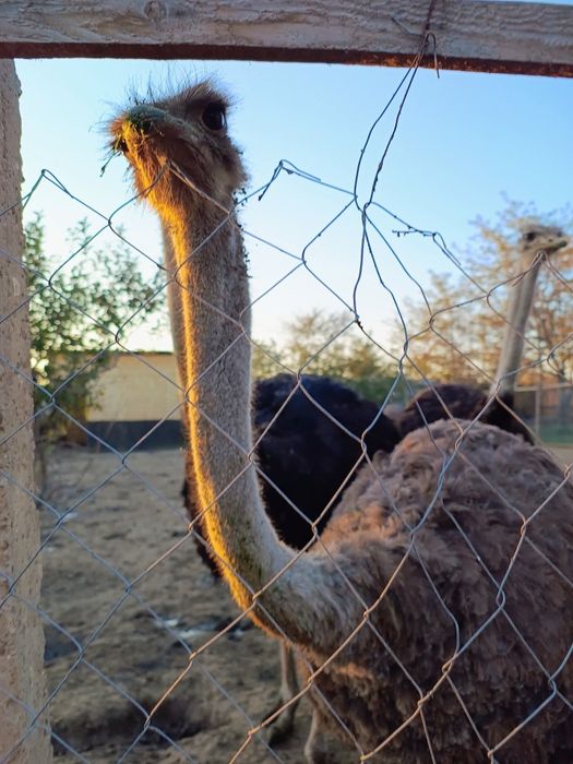 Struți de vânzare – 4 masculi + 1 femelă (2 ani și 4 luni)