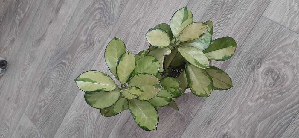 Продам хойю Лизу