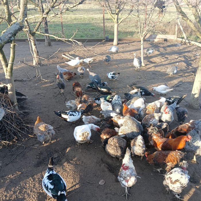 Vând rate crescute bio