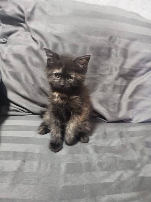 Отдам милых котят