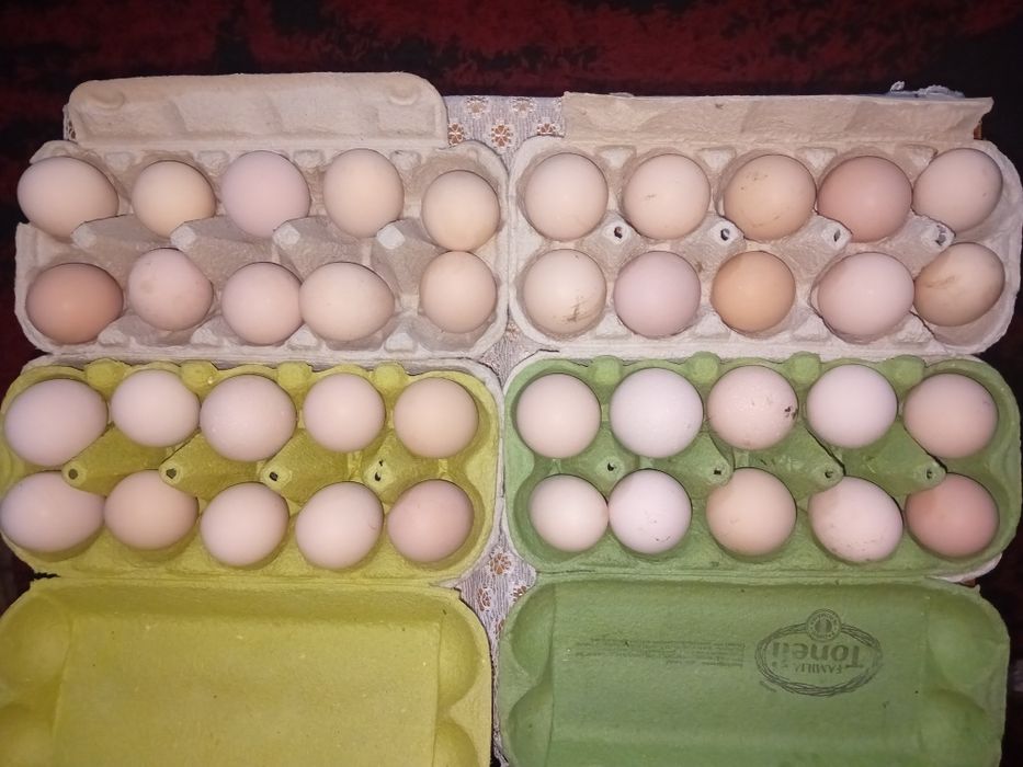 Pui si ouă  pentru  incubat Australorp