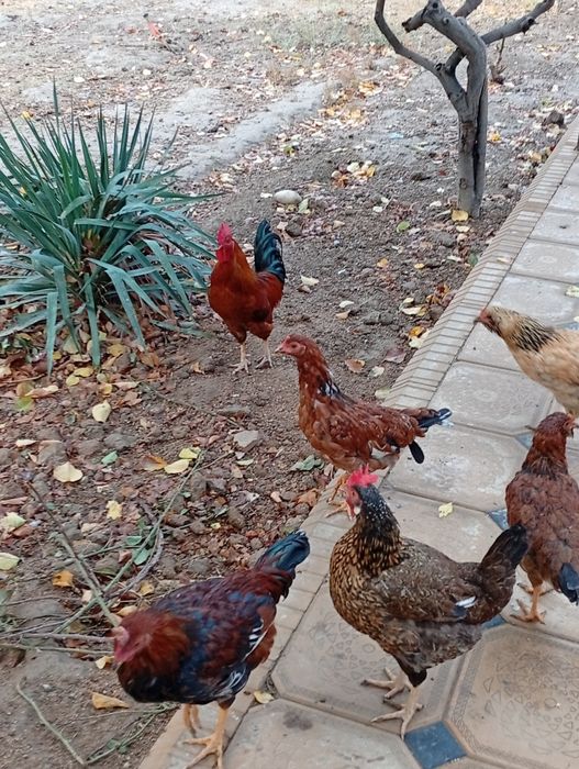 Tovuk hurozlar sotiladi