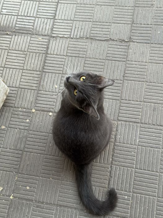 Нашли кота , видно что домашний