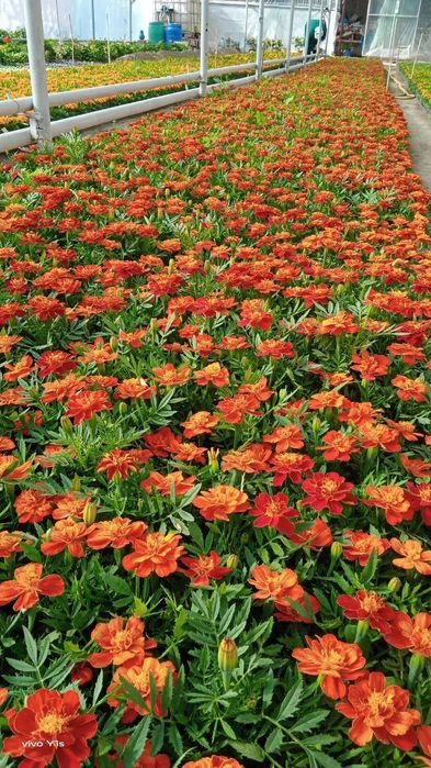 Gullar Salvia,bananza,Tagets,rayxon