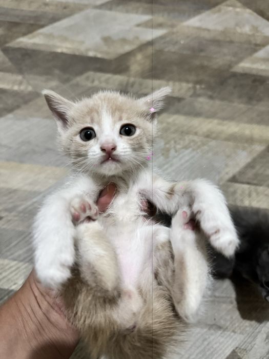 Чиройли уйинкарок фольд ва страйт британский мушукча сотилади