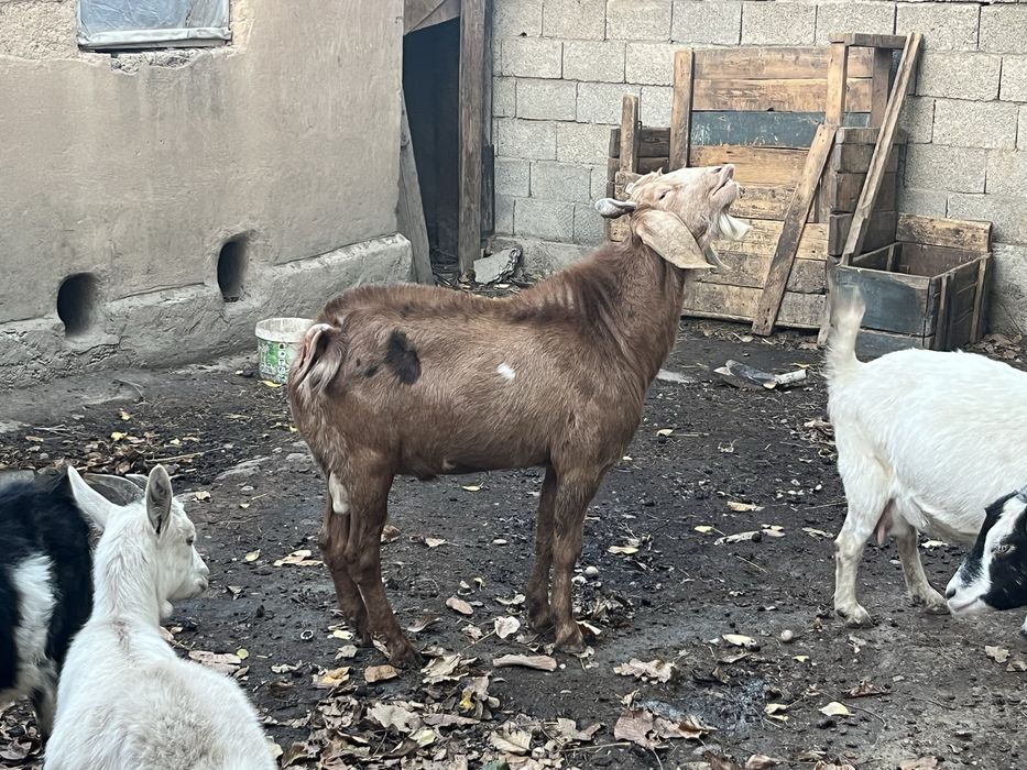 Ешкі битал сатылады