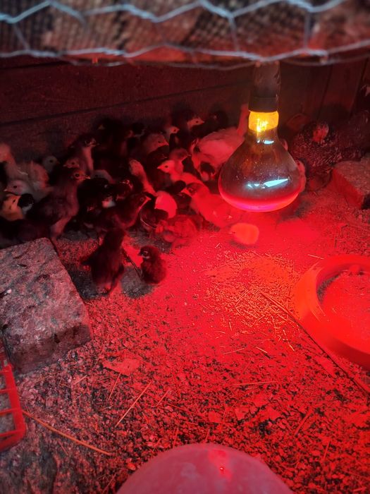 Cloaca pitica cu pui și pui din matca și zburatori