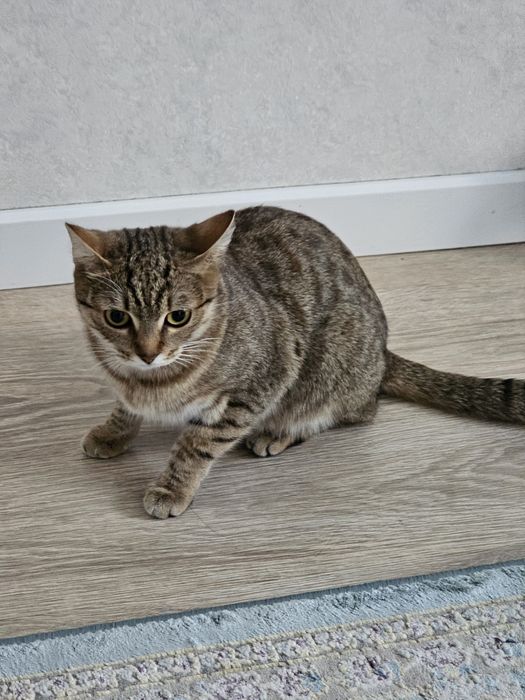 "Кошка Белла, 1 год, в добрые руки - 5000 тг