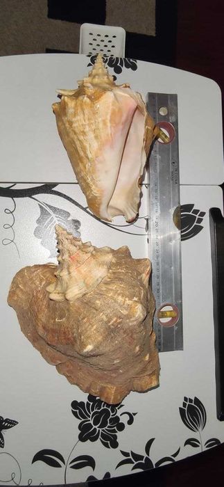 Ракушки Большие очень красивые отличное украшение аквариума или декора