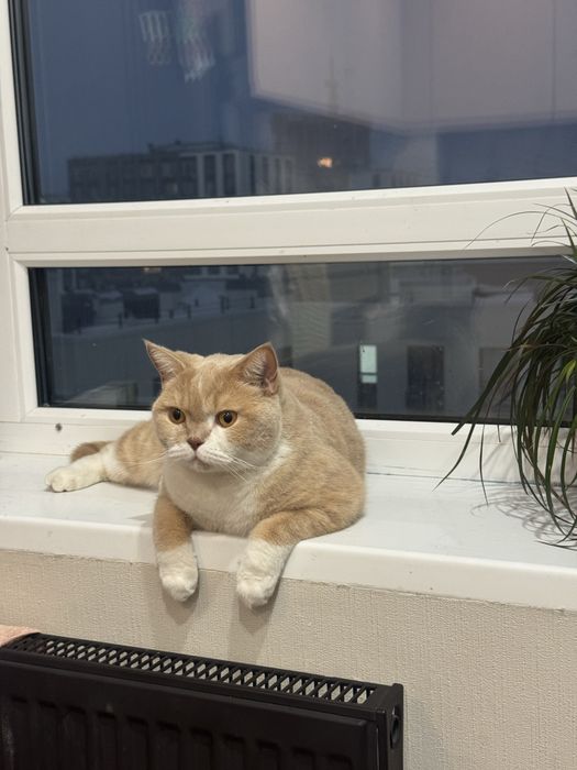 Отдаем кота в хорошие руки