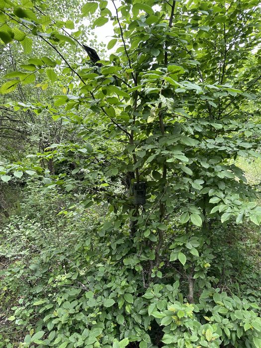 ForestCamLive F1R 4G Camera Vanatoare Live