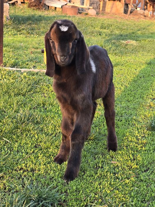 Англо-нубийские козы, козлята, козёл
