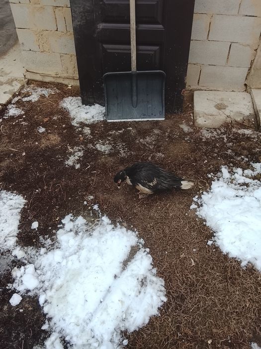 Продам  индаутка. срочно