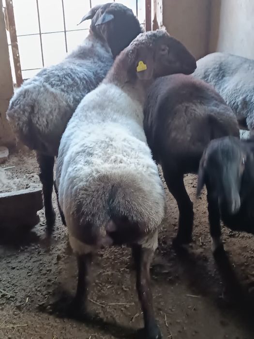 Саулықтар сатылады