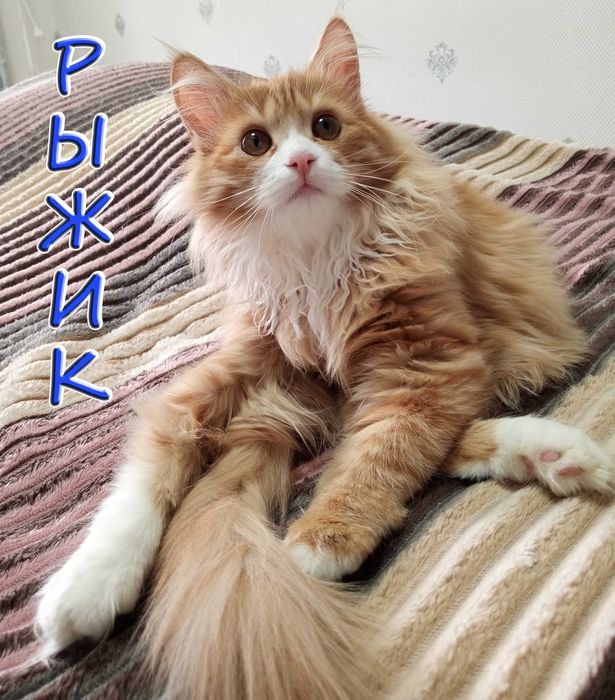 Отдам котенка - солнечный мальчик