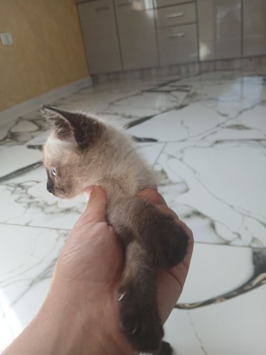 Pisici birmaneze