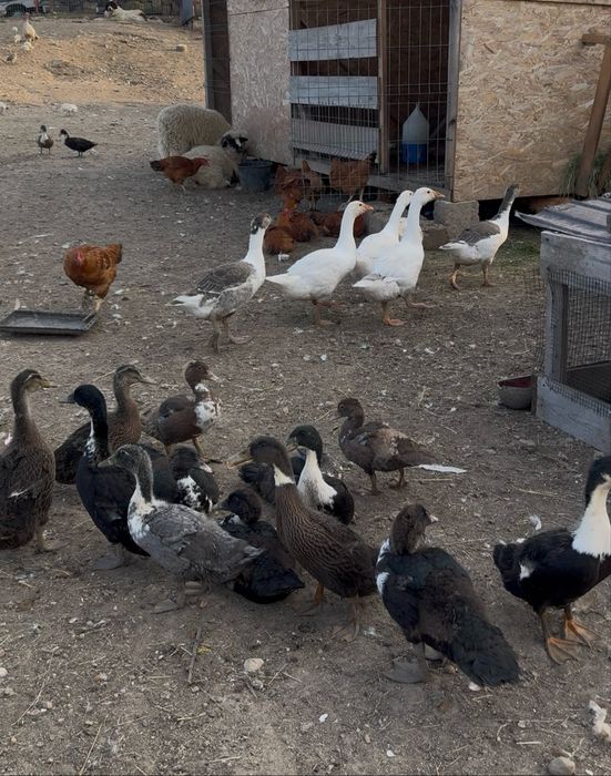 De vânzare gâşte şi rațe româneşti