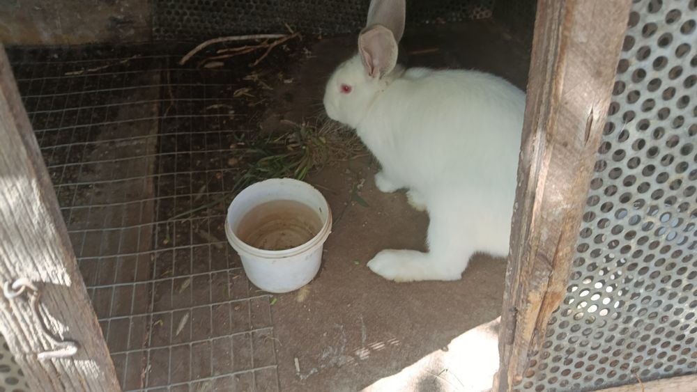 Продаю трёх замечательных кроликов