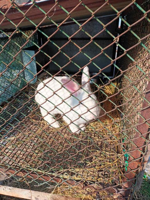 Зайци цика  женски и мъжки