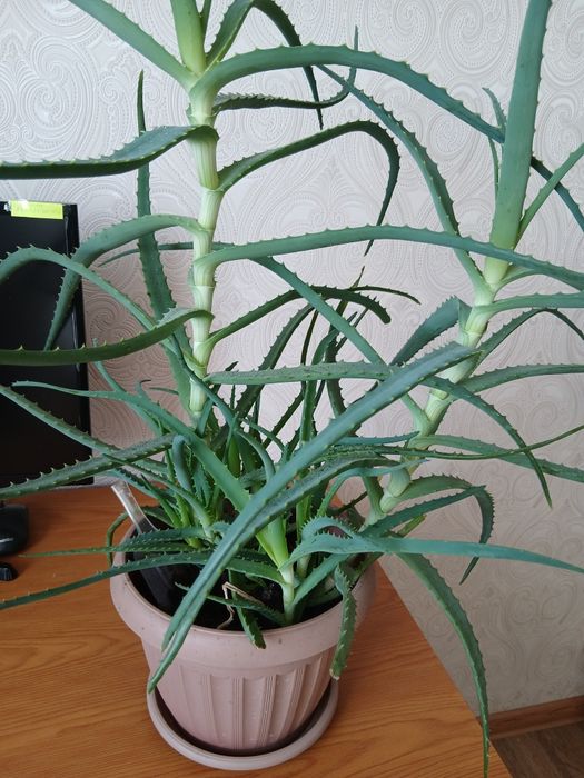 Лечебное древовидное алоэ